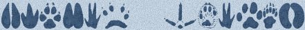 Download Animal Tracks